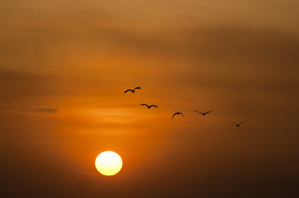 birds-sunset